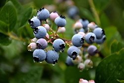 Bluecrop Blueberry (Vaccinium corymbosum 'Bluecrop') at GardenWorks