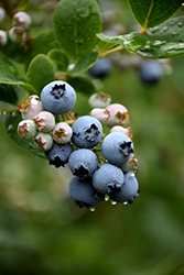 Duke Blueberry (Vaccinium corymbosum 'Duke') at GardenWorks