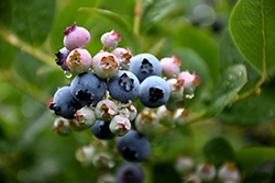 Top Hat Blueberry (Vaccinium corymbosum 'Top Hat') at GardenWorks
