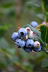 Chippewa Blueberry (Vaccinium 'Chippewa') at GardenWorks