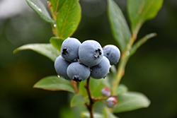 Northsky Blueberry (Vaccinium 'Northsky') at GardenWorks