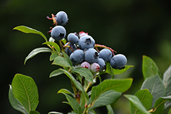 Northland Blueberry (Vaccinium corymbosum 'Northland') at GardenWorks