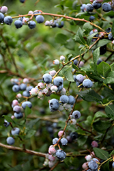 Jubilee Blueberry (Vaccinium corymbosum 'Jubilee') at GardenWorks