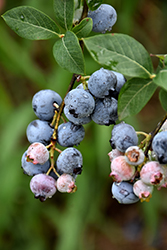 Legacy Blueberry (Vaccinium corymbosum 'Legacy') at GardenWorks