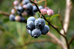 Chandler Blueberry (Vaccinium corymbosum 'Chandler') at GardenWorks