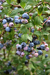 Earliblue Blueberry (Vaccinium corymbosum 'Earliblue') at GardenWorks