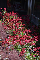 Double Scoop Raspberry Coneflower (Echinacea 'Balsceras') at GardenWorks