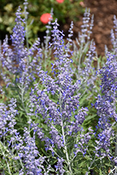 Lacey Blue Russian Sage (Perovskia atriplicifolia 'Lacey Blue') at GardenWorks