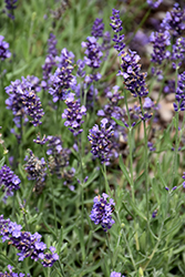 Lavance Purple Lavender (Lavandula angustifolia 'Lavance Purple') at GardenWorks