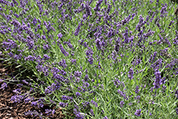 Lavance Purple Lavender (Lavandula angustifolia 'Lavance Purple') at GardenWorks