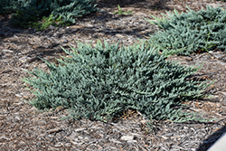 Blue Chip Juniper (Juniperus horizontalis 'Blue Chip') at GardenWorks