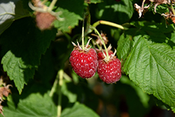Canby Raspberry (Rubus 'Canby') at GardenWorks
