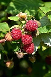 Boyne Raspberry (Rubus 'Boyne') at GardenWorks