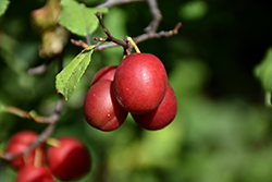 Toka Plum (Prunus 'Toka') at GardenWorks