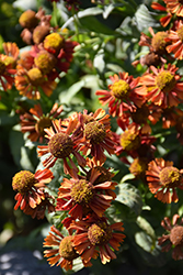 Ruby Tuesday Sneezeweed (Helenium 'Ruby Tuesday') at GardenWorks