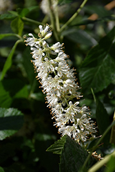 Vanilla Spice Summersweet (Clethra alnifolia 'Caleb') at GardenWorks