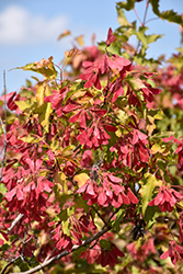 Amur Maple (Acer ginnala) at GardenWorks
