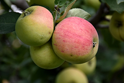 Norland Apple (Malus 'Norland') at GardenWorks