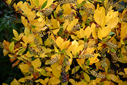 Vanilla Spice Summersweet (Clethra alnifolia 'Caleb') at GardenWorks