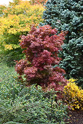 Twombly's Red Sentinel Japanese Maple (Acer palmatum 'Twombly's Red Sentinel') at GardenWorks