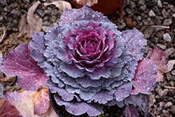 Osaka Purple Ornamental Cabbage (Brassica oleracea 'Osaka Purple') at GardenWorks