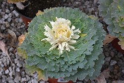 Osaka White Ornamental Cabbage (Brassica oleracea 'Osaka White') at GardenWorks