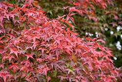 Beni Tsukasa Japanese Maple (Acer palmatum 'Beni Tsukasa') at GardenWorks