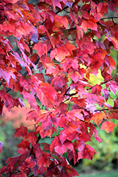 Red Maple (Acer rubrum) at GardenWorks