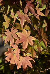 Higasa Yama Japanese Maple (Acer palmatum 'Higasa Yama') at GardenWorks