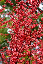 Winter Red Winterberry (Ilex verticillata 'Winter Red') at GardenWorks