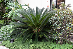Japanese Sago Palm (Cycas revoluta) at GardenWorks