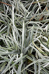 Silver Dragon Lily Turf (Liriope spicata 'Silver Dragon') at GardenWorks