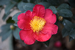 Yuletide Camellia (Camellia sasanqua 'Yuletide') at GardenWorks