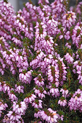 Mediterranean Pink Heath (Erica x darleyensis 'Mediterranean Pink') at GardenWorks