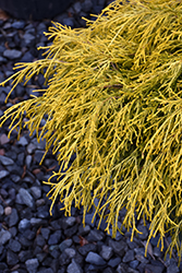 Golden Charm Falsecypress (Chamaecyparis pisifera 'Golden Charm') at GardenWorks