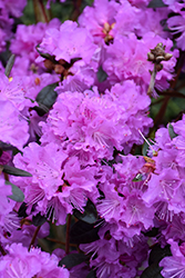 P.J.M. Regal Rhododendron (Rhododendron 'P.J.M. Regal') at GardenWorks