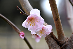 Blireana Plum (Prunus x blireana) at GardenWorks