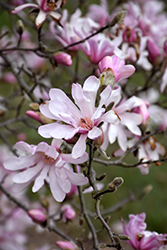 Leonard Messel Magnolia (Magnolia x loebneri 'Leonard Messel') at GardenWorks
