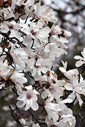 Merrill Magnolia (Magnolia x loebneri 'Merrill') at GardenWorks