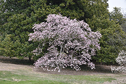 Leonard Messel Magnolia (Magnolia x loebneri 'Leonard Messel') at GardenWorks
