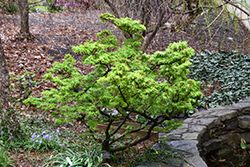 Mikawa Yatsubusa Japanese Maple (Acer palmatum 'Mikawa Yatsubusa') at GardenWorks