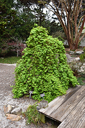 Ryusen Japanese Maple (Acer palmatum 'Ryusen') at GardenWorks
