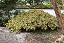 Kiyohime Japanese Maple (Acer palmatum 'Kiyohime') at GardenWorks