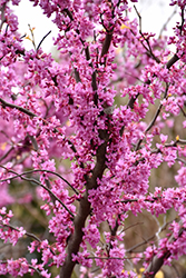 The Rising Sun Redbud (Cercis canadensis 'The Rising Sun') at GardenWorks