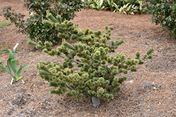 Adcock's Dwarf Japanese White Pine (Pinus parviflora 'Adcock's Dwarf') at GardenWorks