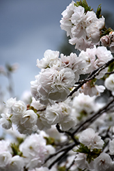 Mt. Fuji Flowering Cherry (Prunus serrulata 'Shirotae') at GardenWorks