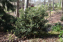 Unryu Camellia (Camellia japonica 'Unryu') at GardenWorks