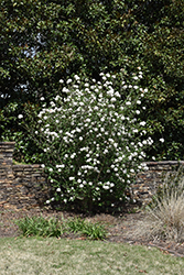 Burkwood Viburnum (Viburnum x burkwoodii) at GardenWorks