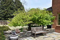 Nishiki Gawa Japanese Maple (Acer palmatum 'Nishiki Gawa') at GardenWorks