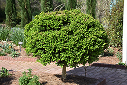 Common Boxwood (tree form) (Buxus sempervirens '(tree form)') at GardenWorks